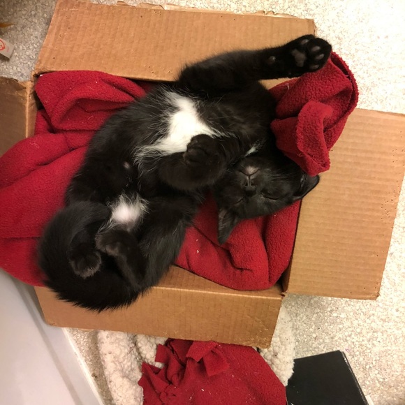 Kittens ๐ป๐ป๐ป - Picture 12 of 16